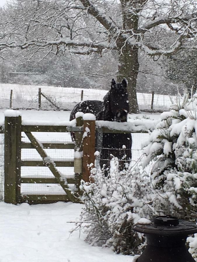 The Old Apple Shed Cosy Heated Cottage In A Meadow Close To The Charming Village Of Bethersden Ashford  Exterior photo
